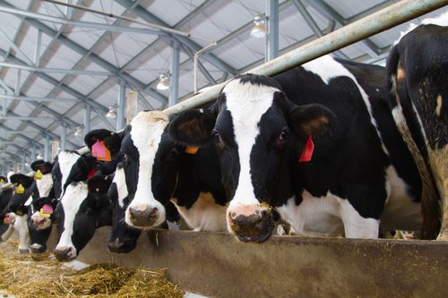 Holstein cows